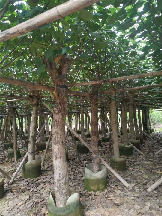 揭阳大量供应15公分假植黄槿 