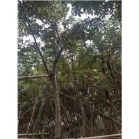 揭阳基地直销黄花风铃木移栽树工程绿化行道树 
