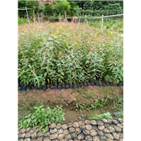 揭阳40公分桉树苗基地直销大量批发 