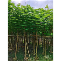 揭阳凤凰木有多少公分的