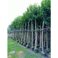 揭阳10公分水翁苗基地直销大量批发 