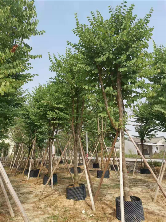 揭阳宫粉紫荆基地直销价格优惠 