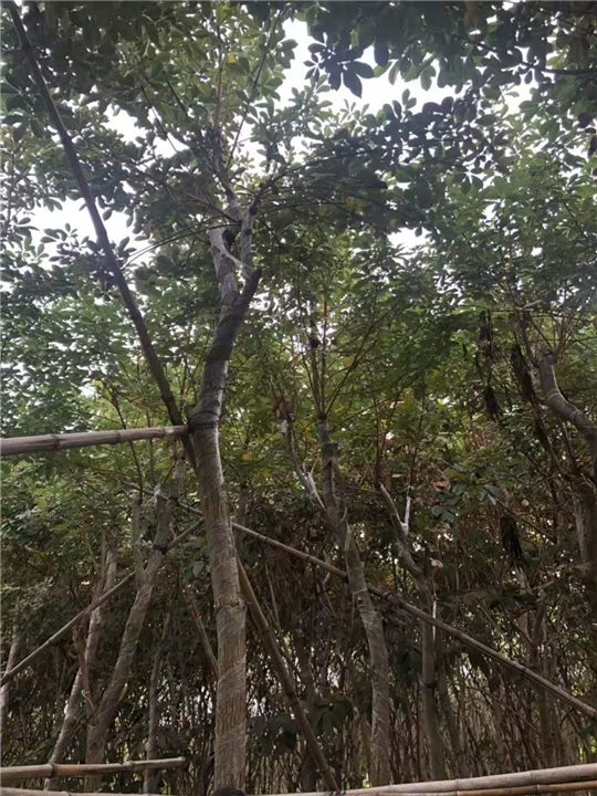 揭阳基地直销黄花风铃木移栽树工程绿化行道树 