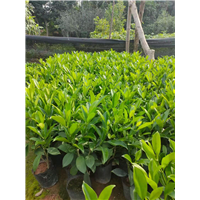 揭阳10公分非洲茉莉苗基地直销大量批发 