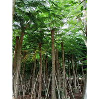 揭阳15公分凤凰木基地直销大量批发 