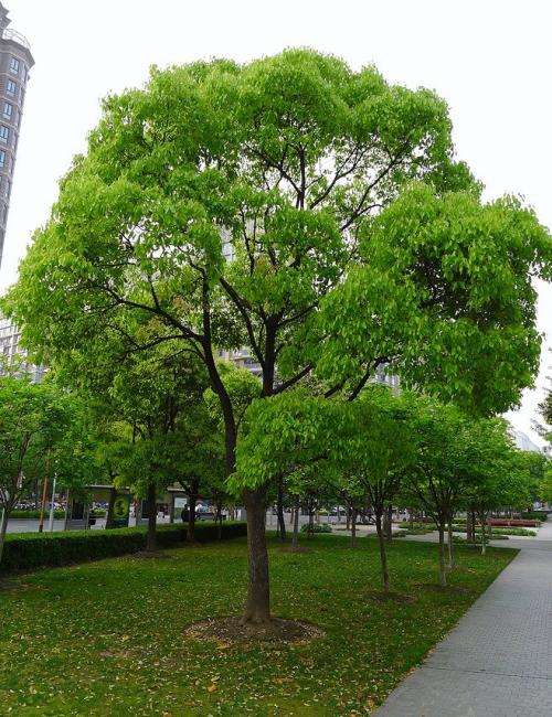 九江哪里有香樟批发