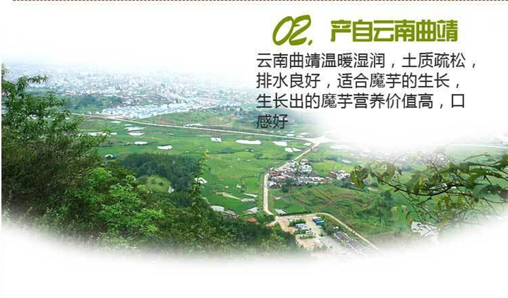 云南魔芋种植农业技术咨询 