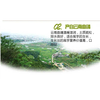 云南魔芋种植农业技术咨询 
