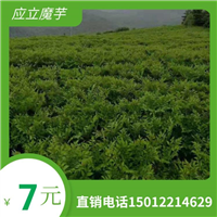 云南新鲜魔芋的做法和步骤