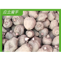 云南魔芋种子厂家直销云南应立 