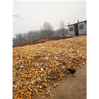 玉米种植2 