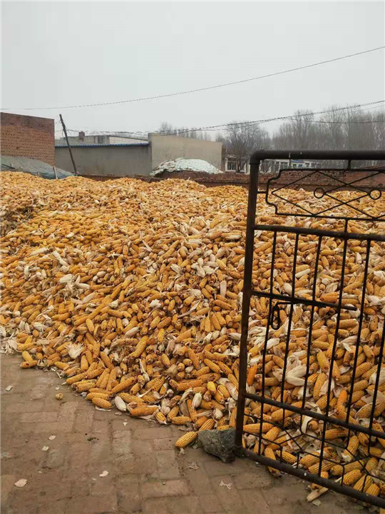 玉米种植 