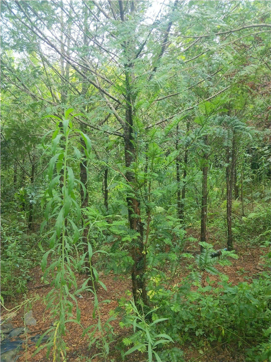 湖北恩施4公分红豆杉批发基地 