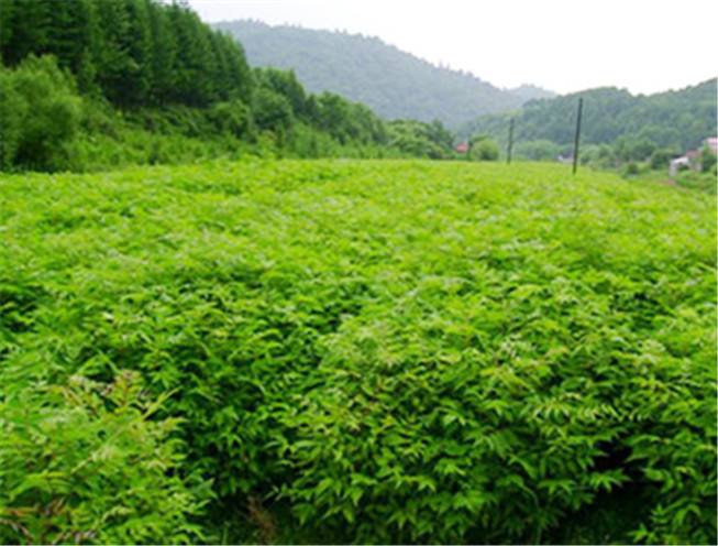 湖北恩施黄柏苗批发基地 