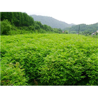 湖北恩施黄柏苗批发基地 