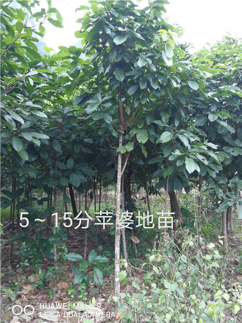 广西崇左龙州15公分苹婆地苗批发基地 