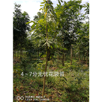 广西崇左龙州8公分无忧花袋苗