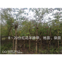 广西崇左龙州10公分红花羊蹄甲批发基地 