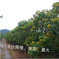 广西崇左龙州6公分黄槐批发基