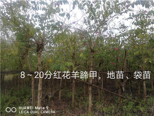 广西崇左龙州10公分红花羊蹄甲批发基地 