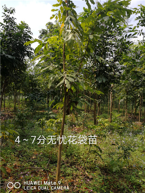 广西崇左龙州8公分无忧花袋苗批发基地 