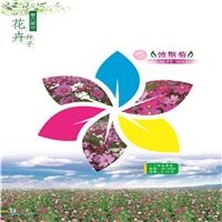 新疆花卉种子 