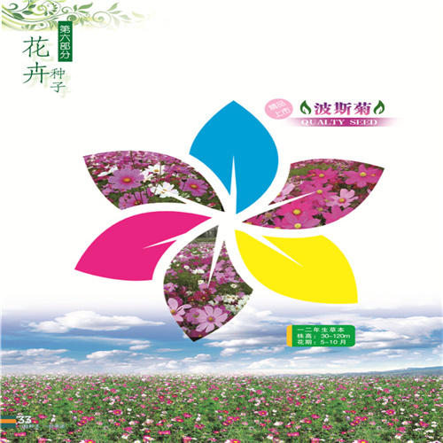 新疆花卉种子 