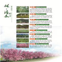新疆林灌木种子 