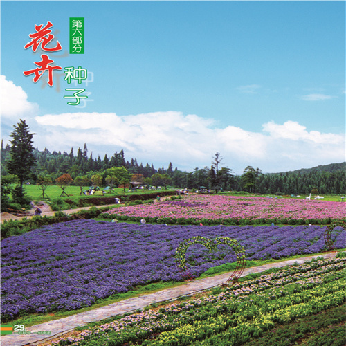 新疆花卉种子 