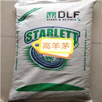 新疆草坪种子 