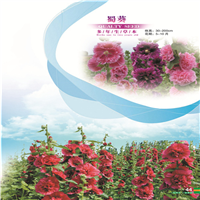 新疆花卉种子 