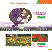 新疆花卉种子 