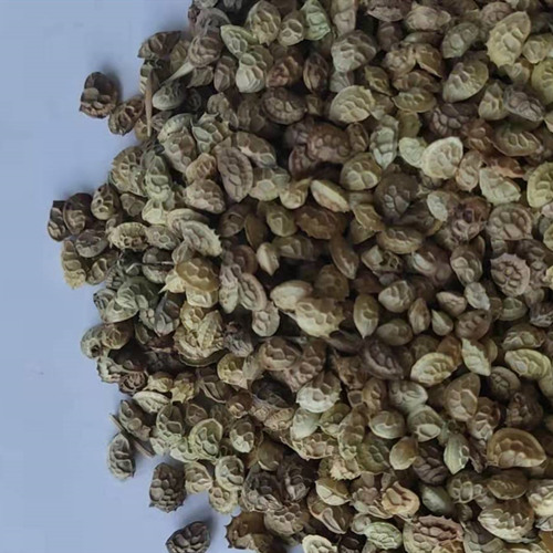 新疆牧草种子蔷薇谷 