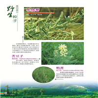 新疆野生种子 