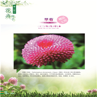 新疆花卉种子 