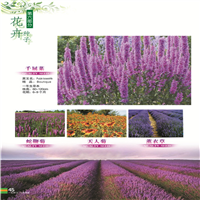 新疆花卉种子 