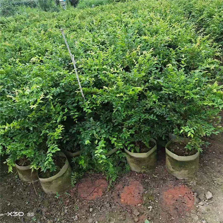 树葡萄 