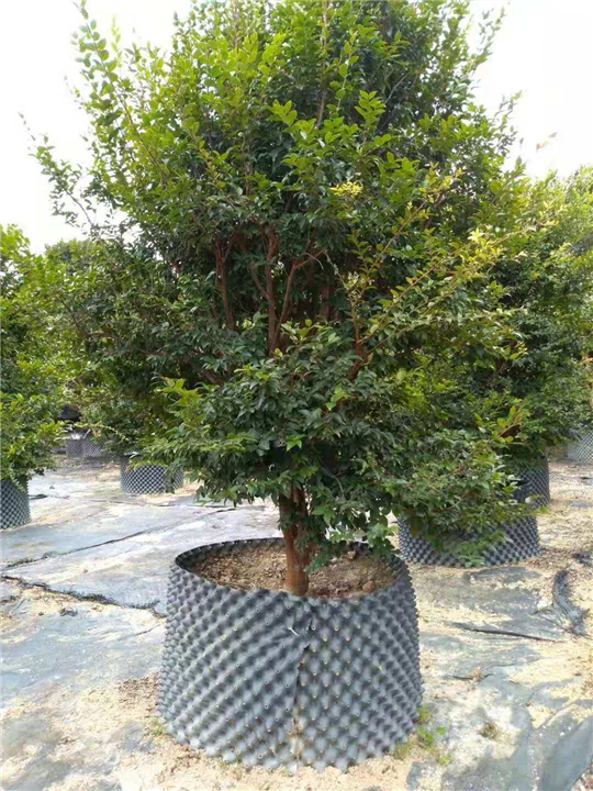 福建树葡萄批发 