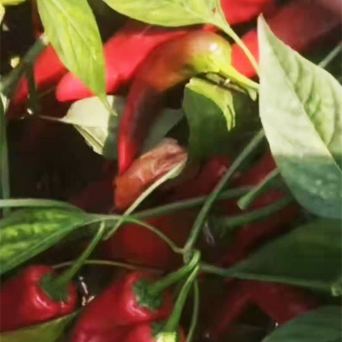 辣椒 