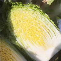 白菜 