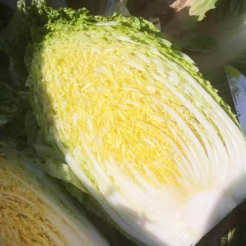 白菜 