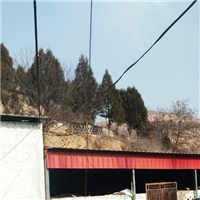 红枣林 
