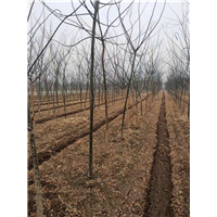 山东5公分国槐苗批发基地