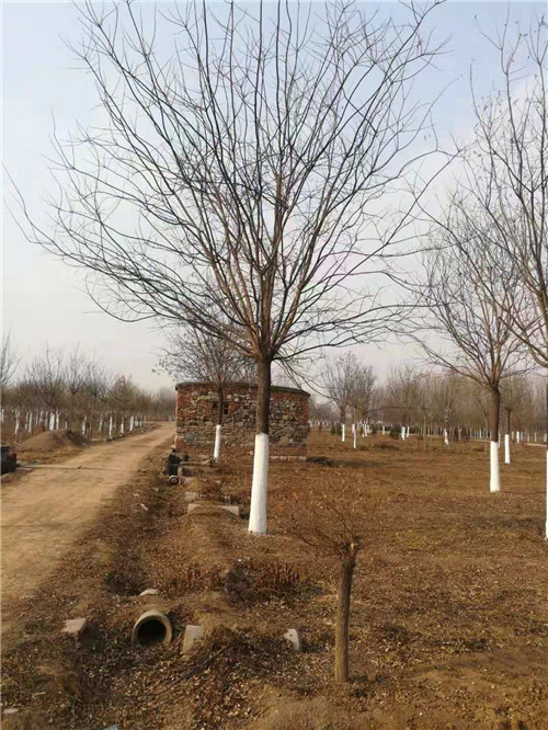 山东15公分国槐批发基地 