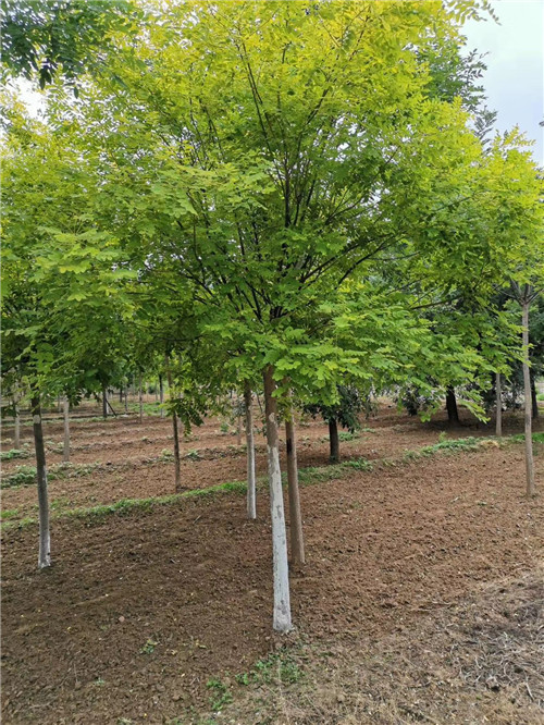 山东8公分金叶槐批发基地 