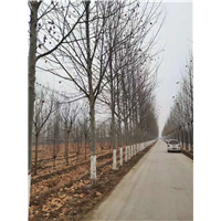 山东10公分速生法桐批发基地 