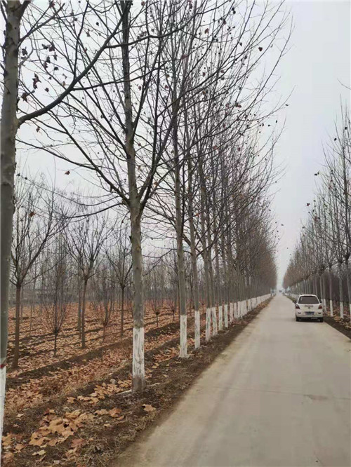 山东10公分速生法桐批发基地 