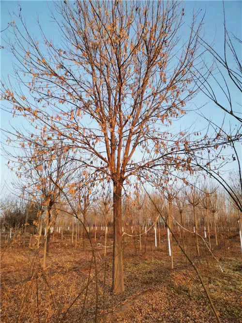 山东20公分老白蜡批发基地 