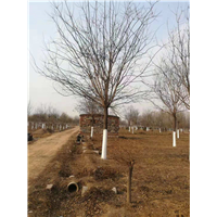 山东15公分国槐批发基地 