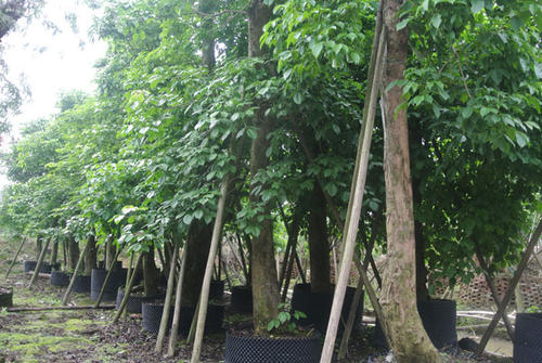 重庆三叶树批发基地 